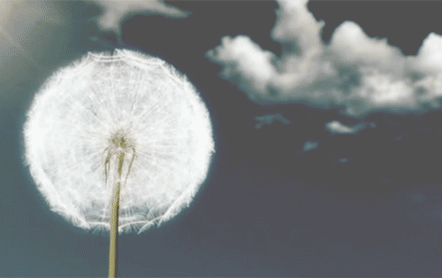 spring-nature-gif-23